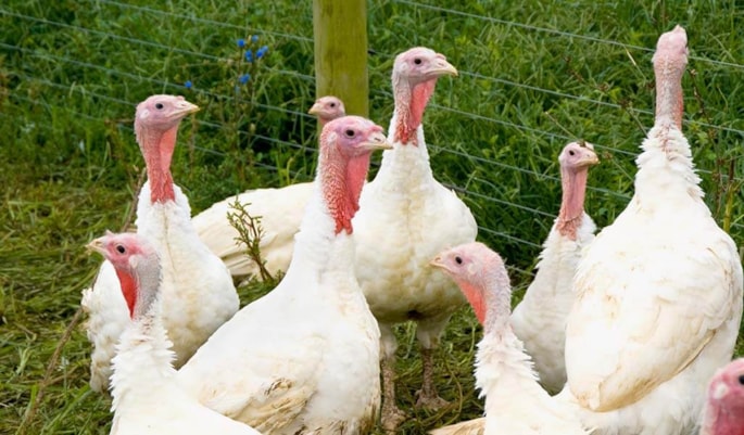 Three white turkey's in a field